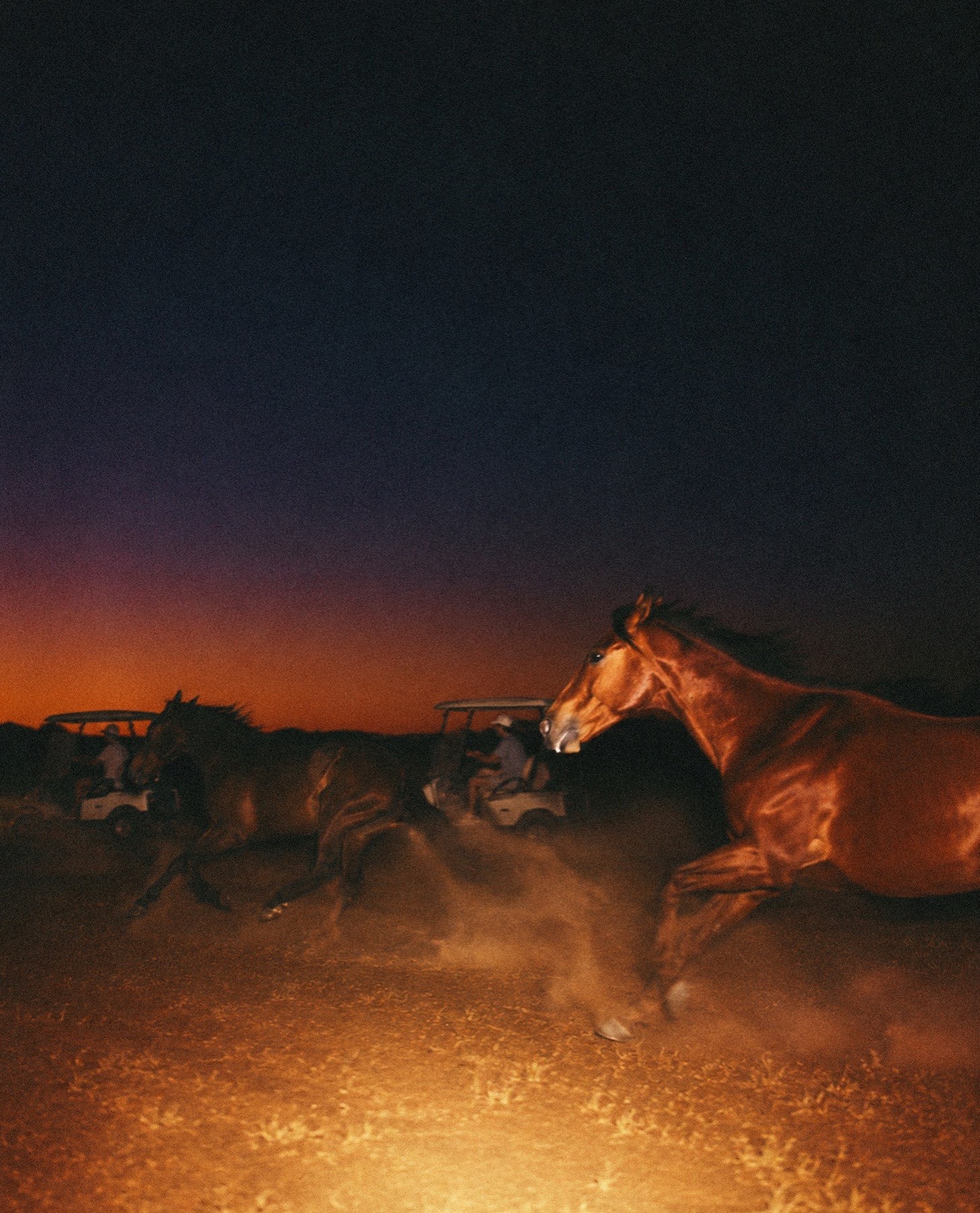 Horses running at dusk